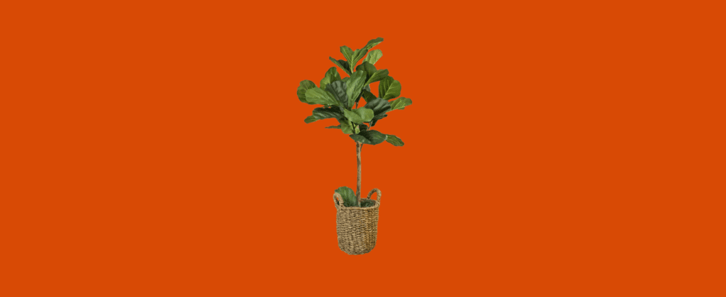 plant